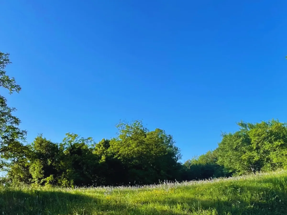 Jardin avant tonte et débroussaillage, à Drumettaz-Clarafond.